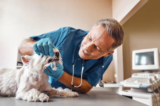 Best Emergency X-Rays and Diagnostics in Youngstown, OH